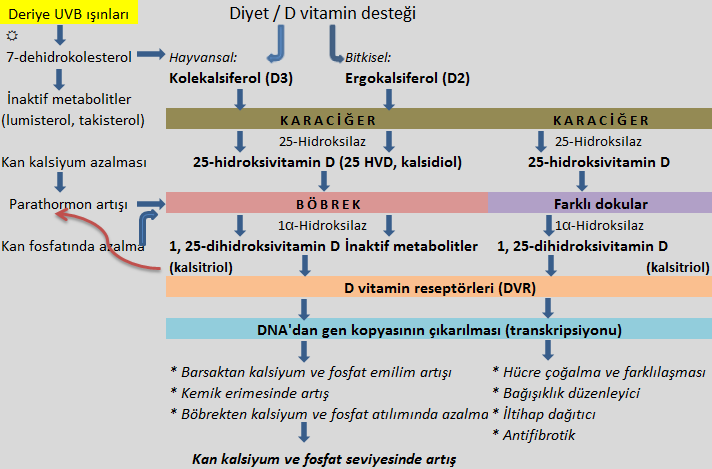 D vitamininin vücuttaki biyokimya süreci