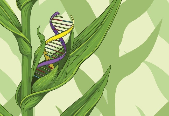 Yediklerimizden hangilerinin genetiği değişmemiş olabilir?